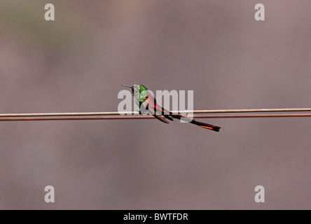 Rotschwanz-Comet (Sappho Sparganura) Männchen, thront über Powerline, Salta, Argentinien, Januar Stockfoto