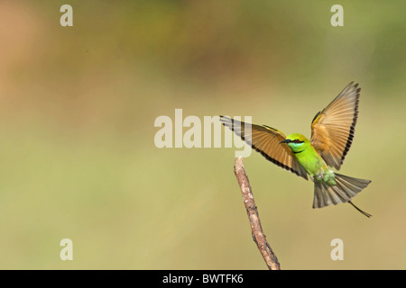 Kleine grüne Bienenfresser (Merops Orientalis) Erwachsener, im Flug aussteigen auf Ast, Goa, Indien, november Stockfoto
