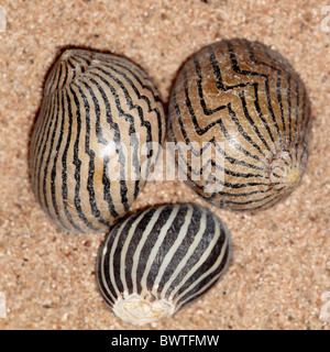 Drei gemusterte, auf Sand angeordnete Meeresschalen Stockfoto