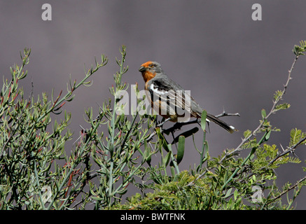 White-bestückte Plantcutter (Phytotoma Rutila) Männchen, thront im Busch, Salta, Argentinien, Januar Stockfoto