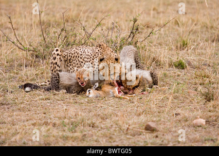 Gepard (Acinonyx Jubatus) Mutter mit jungen, ernähren sich von Thomson es Gazelle (Gazella Thomsoni) Kitz, Masai Mara, Kenia Stockfoto