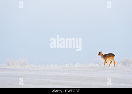 allein Tiere Großbritannien kalten England englische Europa Europäische Einfrieren Frost Eis einzelne isolierte Isolierung Landsäugetiere lone Stockfoto