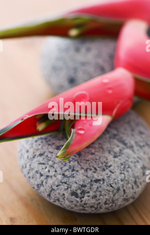 Heliconia rot auf Steinen als Nahaufnahme Stockfoto