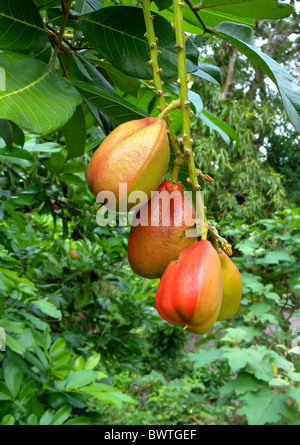 Pflanze Pflanzen Baum Bäume Akee Ackees Akee Akees Achee Achees immergrüne Evergreens Sapindaceae Tropen tropischen Natur Afrika Stockfoto