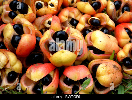 Pflanze Pflanzen Baum Bäume Akee Ackees Akee Akees Achee Achees immergrüne Evergreens Sapindaceae Tropen tropischen Natur Afrika Stockfoto