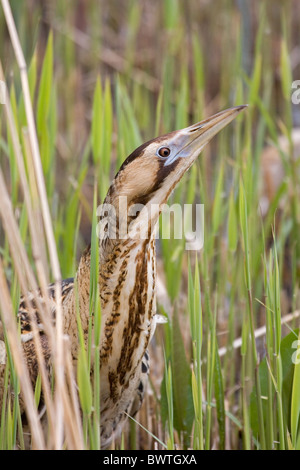 Große Rohrdommel (Botaurus Stellaris) Erwachsene, Nahaufnahme des Kopfes, Minsmere RSPB Reserve, Suffolk, England, april Stockfoto