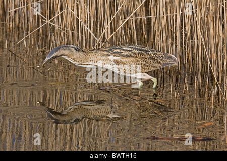 Große Rohrdommel Botaurus stellaris Stockfoto