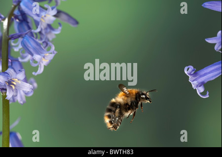 Gemeinsamen Carder Bumble Bee Bombus Pascuorum im Flug Stockfoto