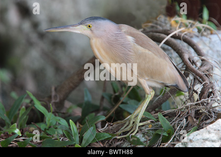 Gelbe Rohrdommel (Ixobrychus Sinensis) Erwachsenen, stehend auf der Küste, Po Toi, Hong Kong, China, kann Stockfoto