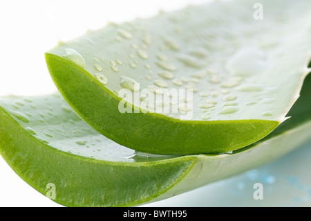 Schneiden Sie Aloe umgekehrt Blätter mit Wasser Draps als Closeup auf mit Hintergrund Stockfoto