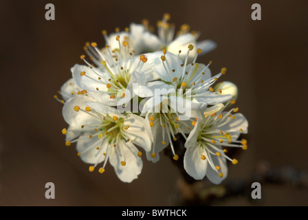 Die zarten weißen Blackthorn Blüte im Frühjahr. Dorset, UK März 2007 Stockfoto