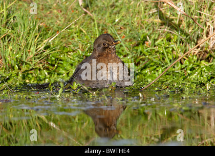 Erwachsenes Weibchen Europäische Amsel (Turdus Merula), Baden im Teich, Norfolk, England, Oktober Stockfoto