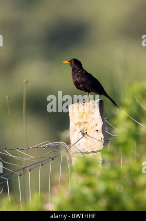 Nordafrikanische Unterart Europäische Amsel (Turdus Merula Mauritanicus), Männchen, gehockt Zaunpfahl, Marokko, april Stockfoto