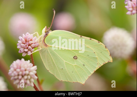 Brimstone Schmetterling Gonepteryx Rhamni UK Stockfoto