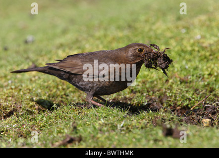 Erwachsenes Weibchen Europäische Amsel (Turdus Merula), sammeln von Schlamm für Nest Futterstoff, Norfolk, England, april Stockfoto