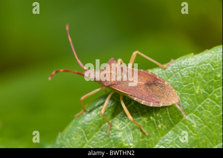 Braun Shield Bug Coreus Marginatus UK Stockfoto