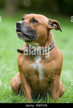 Staffordshire Bull Terrier Hund UK Stockfoto