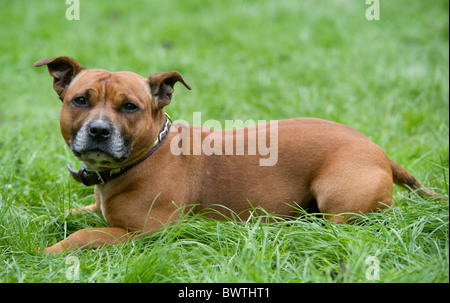 Staffordshire Bull Terrier Hund UK Stockfoto