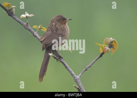 Gekerbten Schwätzer (Turdoides Earlei) Erwachsene, thront auf Zweig, Koshi Tappu, Nepal, Februar Stockfoto