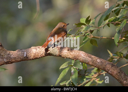 Kleine Niltava (Niltava Macgrigoriae) Erwachsenfrau thront auf Zweig, Kathmandu, Nepal, Februar Stockfoto