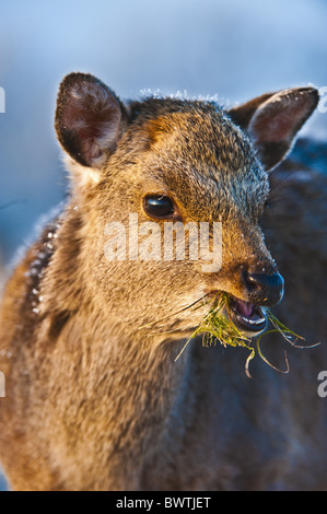 Tiere atmosphärischen Großbritannien Cervinae Cervus Nippon Nahaufnahme kalten Morgengrauen England englische Europa Europäische Fütterung Essen Stockfoto
