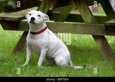 Staffordshire Bull Terrier Hund UK Stockfoto