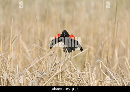 Rotschulterstärling (Agelaius Phoeniceus) Männchen, singen, in Balz, North Dakota, U.S.A. Stockfoto