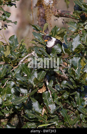 White-collared Amsel (Turdus Albocinctus) Männchen, thront im Baum, Kathmandu, Nepal, Februar Stockfoto