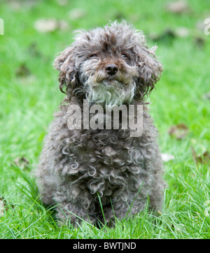 Teddy Bärenhund Shih Tzu cross Bichon Frise UK Stockfoto