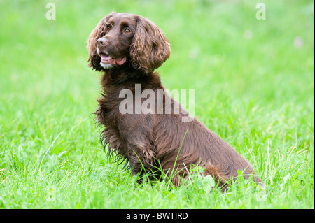 Field Spaniel Hund sitzt im Garten UK Stockfoto