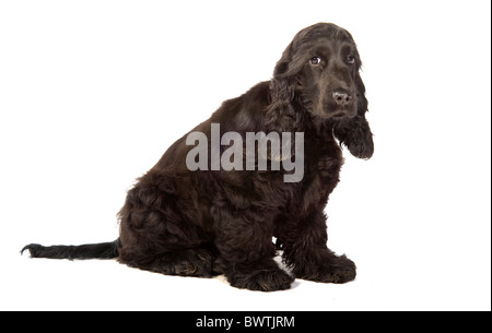 Englischer Cocker Spaniel Welpe Hund UK Stockfoto