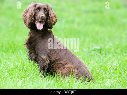 Field Spaniel Hund sitzt im Garten UK Stockfoto