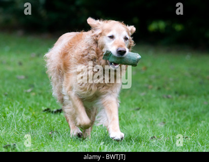 Golden Retriever Hund im Garten UK Stockfoto