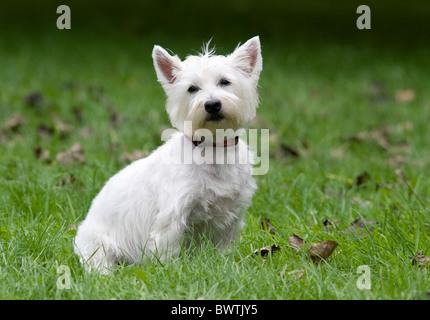 West Highland White Terrier Hund UK Stockfoto