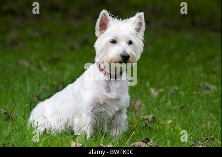 West Highland White Terrier Hund UK Stockfoto