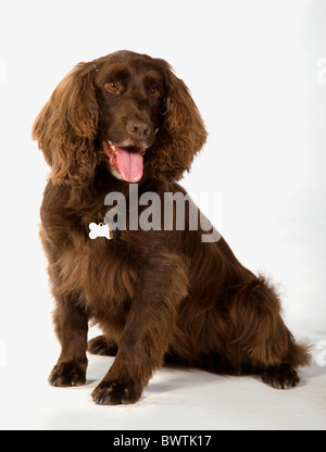 Field Spaniel Hund sitzt im Studio UK Stockfoto