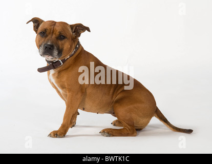 Staffordshire Bull Terrier Hund UK Stockfoto