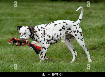 Dalmatiner UK im Garten Stockfoto