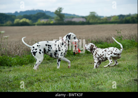 Dalmatiner UK im Garten Stockfoto