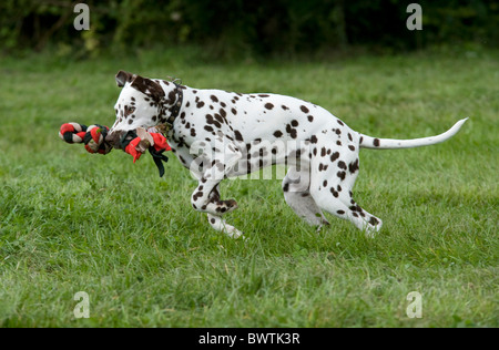 Dalmatiner UK im Garten Stockfoto