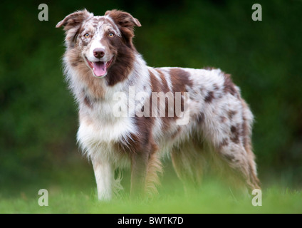 Border Collie Red Merle-Färbung UK Stockfoto