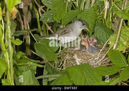 Erwachsene männliche Mönchsgrasmücke (Sylvia Atricapilla), jungen im Nest, England, Juni füttert Stockfoto