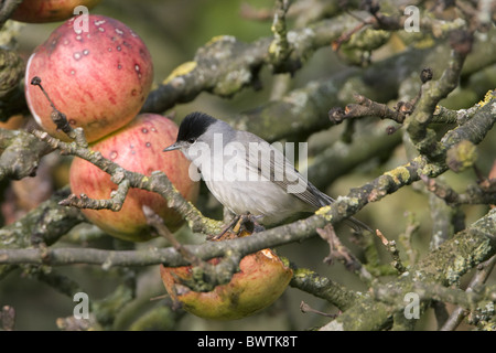 Erwachsene männliche Mönchsgrasmücke (Sylvia Atricapilla), Fütterung auf Äpfel im Baum, England, Dezember Stockfoto