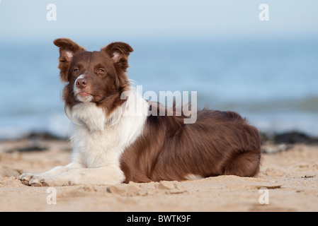 Border-Collie Hund am Strand UK Stockfoto