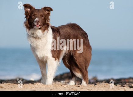 Border-Collie Hund am Strand UK Stockfoto