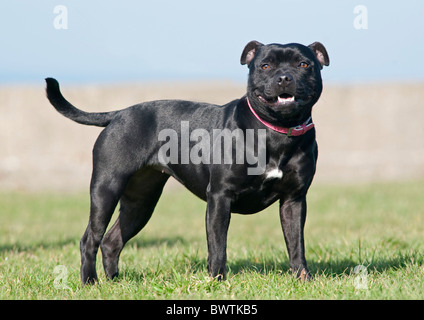 Staffordshire Bull Terrier Hund UK Stockfoto