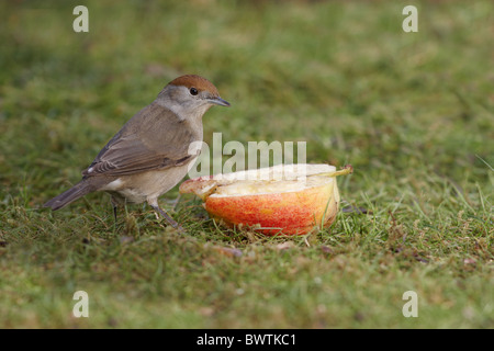 Erwachsenes Weibchen Mönchsgrasmücke (Sylvia Atricapilla), ernähren sich von Apple im Garten, Leicestershire, England, Februar Stockfoto