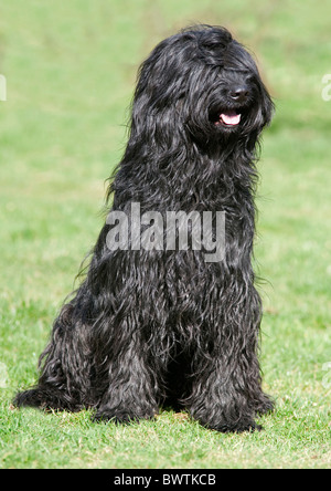 Briard Hund UK Stockfoto