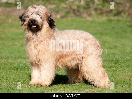 Briard Hund UK Stockfoto