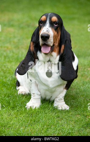 Basset Hound Dog sitzen im Garten UK Stockfoto